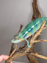 Load image into Gallery viewer, AMBILOBE Panther Chameleon: (E11)
