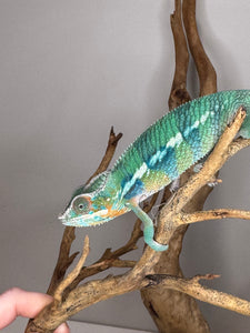 AMBILOBE Panther Chameleon: (E11)