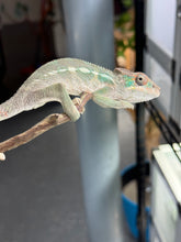 Load image into Gallery viewer, SURPRISE! Panther Chameleon: (E32)
