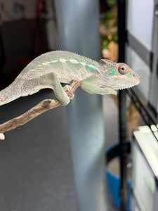 SURPRISE! Panther Chameleon: (E32)