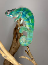Load image into Gallery viewer, AMBILOBE Panther Chameleon: (E35)
