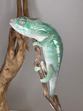 Load image into Gallery viewer, AMBILOBE Panther Chameleon: (E3)
