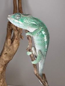 AMBILOBE Panther Chameleon: (E3)