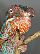 Load image into Gallery viewer, AMBILOBE Panther Chameleon: (K1)
