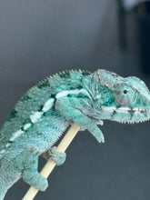 Load image into Gallery viewer, AMBILOBE Panther Chameleon: Frank x Sandy (Q1)
