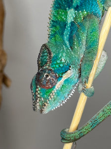 AMBILOBE Panther Chameleon: (E35)