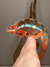 Load image into Gallery viewer, AMILOBE Panther Chameleon: (J7)
