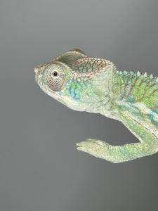 AMBILOBE Panther Chameleon male: (E25)