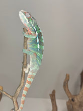 Load image into Gallery viewer, AMBILOBE Male Panther Chameleon: (E14)
