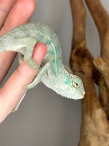 NOSY BE Panther Chameleon male:(E27)