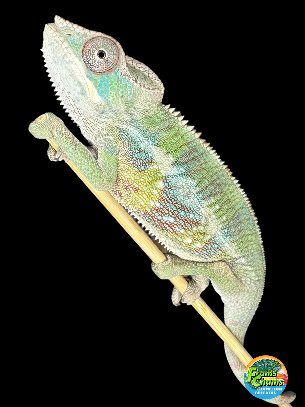 AMBILOBE Panther Chameleon male: (E1)