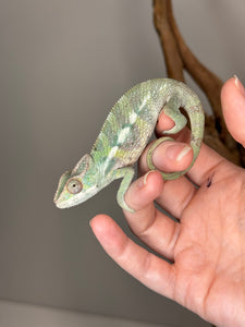 SAMBAVA Panther Chameleon: (E31)