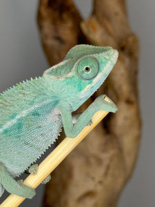 NOSY BE Panther Chameleon male: (E28)