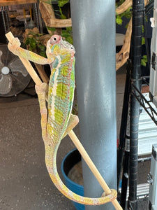 AMBILOBE Panther Chameleon: (E35)