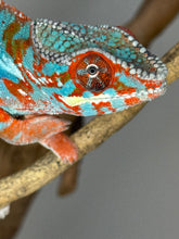 Load image into Gallery viewer, AMILOBE Panther Chameleon: (J1)
