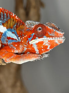 AMILOBE Panther Chameleon: (E34)