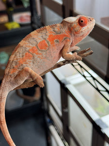 AMBILOBE FEMALE Panther Chameleon: 🚺 (C6)
