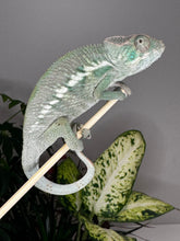 Load image into Gallery viewer, ANKILOBE Panther Chameleon: Ankify x Ambilobe (Q7)
