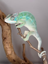 Load image into Gallery viewer, AMBILOBE Panther Chameleon: (E28)
