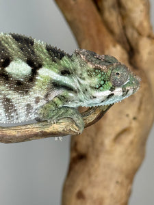 SAMBAVA Panther Chameleon: (E31)