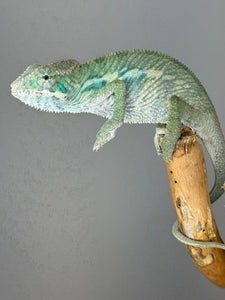 Ambilobe Male Panther Chameleon: Flash x Opal (E19)