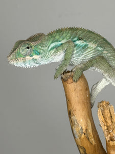 Ambilobe Male Panther Chameleon: Flash x Opal (E19)