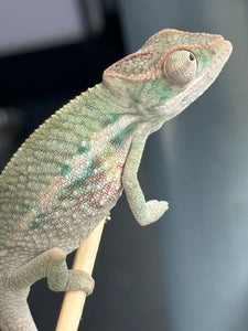 AMBILOBE Panther Chameleon male:(E31)