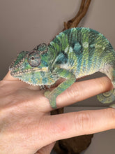 Load image into Gallery viewer, AMBILOBE Panther Chameleon: (E10)
