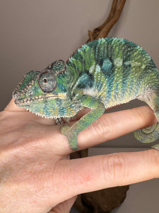 AMBILOBE Panther Chameleon: (E10)