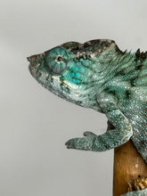 Load image into Gallery viewer, AMBANJA X ANKIFY Panther Chameleon:(J10)
