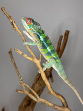 Load image into Gallery viewer, AMILOBE Panther Chameleon: (E32)
