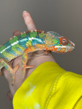 Load image into Gallery viewer, AMBILOBE Panther Chameleon: (J4)
