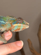 Load image into Gallery viewer, AMBILOBE Panther Chameleon: (E23)
