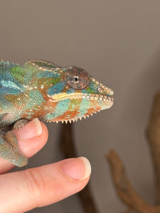 AMBILOBE Panther Chameleon: (E23)