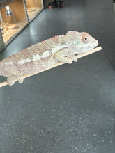 Load image into Gallery viewer, AMBILOBE Panther Chameleon: Magnus x Emma (R11)
