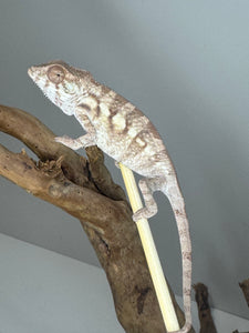 Sambava FEMALE Panther Chameleon: Marley x Mabel 🚺 (R18)