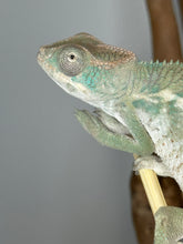 Load image into Gallery viewer, AMBILOBE Panther Chameleon male: (E25)
