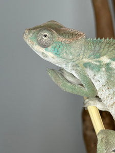 AMBILOBE Panther Chameleon male: (E25)