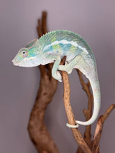 Load image into Gallery viewer, AMBILOBE Panther Chameleon: (E7)
