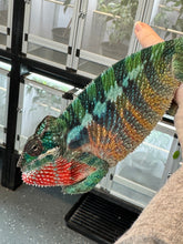 Load image into Gallery viewer, AMBILOBE Panther Chameleon: (E35)
