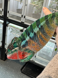AMBILOBE Panther Chameleon: (E35)