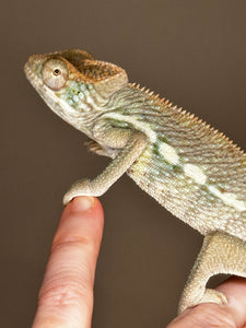 AMBILOBE male panther chameleon: Flash x Opal (J9)