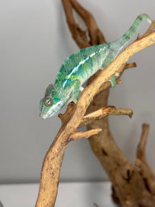 SAMBAVA Panther Chameleon: (E19)