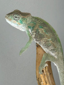 Ambilobe Male Panther Chameleon: Flash x Opal (E13)