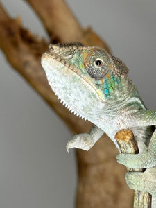 SURPRISE! Panther Chameleon: (E32)