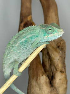 NOSY BE Panther Chameleon male: (E28)