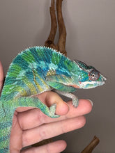 Load image into Gallery viewer, AMBILOBE Panther Chameleon: (E35)
