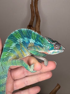 AMBILOBE Panther Chameleon: (E35)
