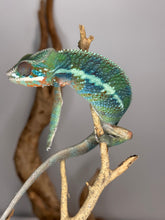 Load image into Gallery viewer, AMBILOBE Panther Chameleon: (J3)
