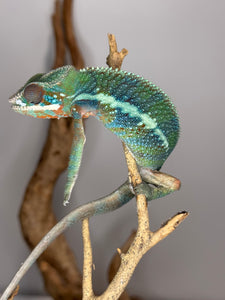 AMBILOBE Panther Chameleon: (J3)